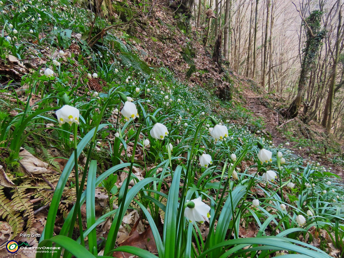 28 Leucojum vernum - Campanelle in fiore.JPG